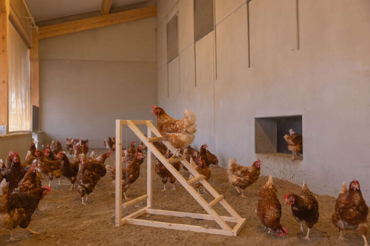 KERBL Kletterturm für Hühner